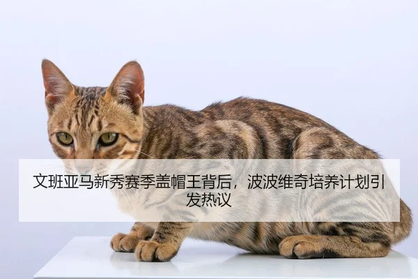 文班亚马新秀赛季盖帽王背后，波波维奇培养计划引发热议